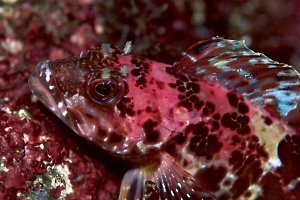 Pink Kelpfish, 40 feet, 90mm