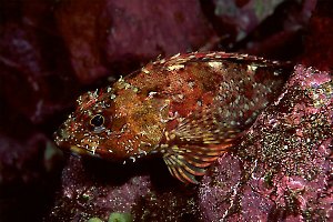 Marbled Rockfish, 30 feet, 50mm