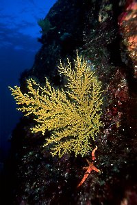 Yellow Parazoanthus, 50 feet, 24mm