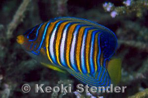 Regal Angelfish, Faga'alu, Samoa, 20 feet