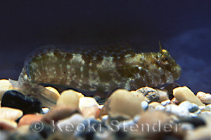 Marbled Blenny, aquarium