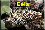 Moray Eels