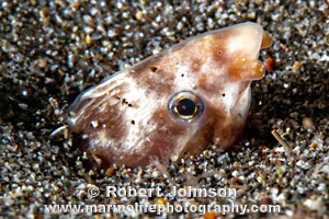 Apterichtus klazingai