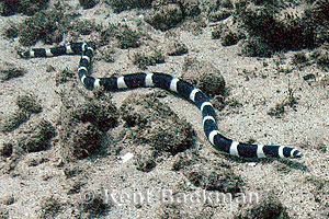 Leiuranus semicinctus