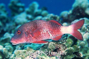 Adult Doublebar Goatfish, Hanauma Bay, 30 feet