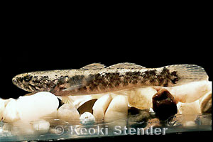Flathead Goby, Hauula, Oahu, in aquarium