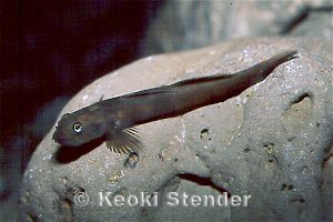 Male Bicolored Goby, DLNR Aquarium