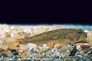 Hawaiian Blackbar Goby, Hauula, Oahu, in aquarium