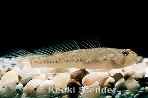 Hawaiian Blackbar Goby, Hauula, Oahu, in aquarium