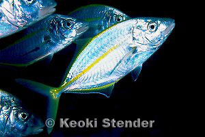 Juvenile Thicklipped Jack, Fish Hole, Midway, 40 feet, 50mm, Yuko Stender