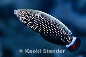 Female Psychedelic Wrasses, Hanauma Bay, 35 feet