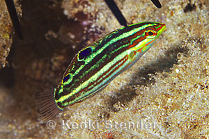Juvenile Ornate Wrasse, Faga'alu, Samoa, 30 feet
