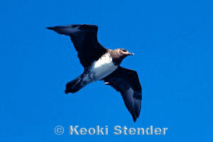Pomarine Jaeger, Mamala Bay, Oahu