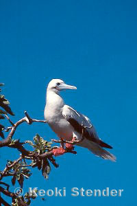 Red-footed Booby, Midway