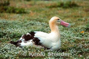 Short-tailed Albatross, Midway