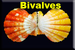 Bivalves