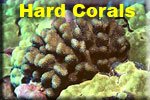 Hard Corals