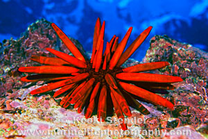 Slate Pencil Urchin, Blowhole, 10 feet, 50mm