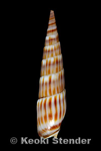 Hastula inconstans, Oahu