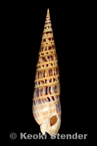 Terebra maculata, Oahu