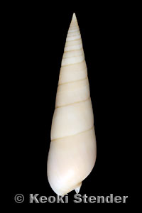 Terebra felina, Oahu