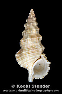 Columnar Horn, Oahu