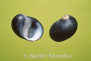 Common Nerites, Oahu