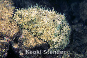Eared Sea Hare, Midway Harbor, 10 feet, 90mm