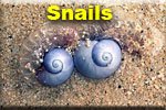 Snails